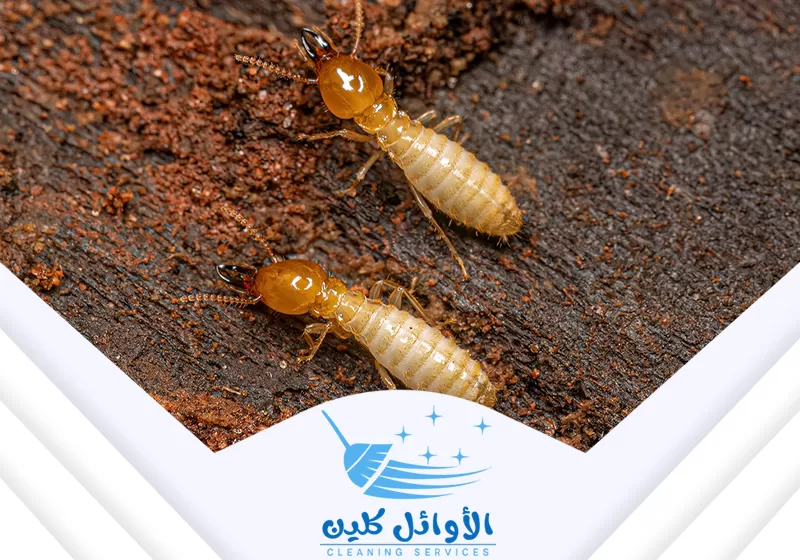 شركة مكافحة النمل الأبيض بنجران نقدم خدمات فعالة وموثوقة للقضاء على الحشرات في اسرع وقت.